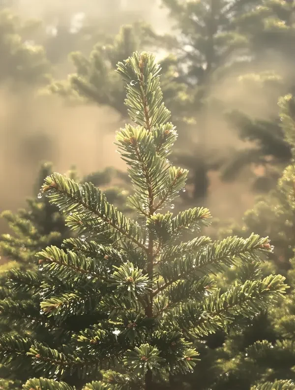 松针与薄雾的清晨 - 桃花视频 松针与薄雾的清晨 封面 - 桃花视频