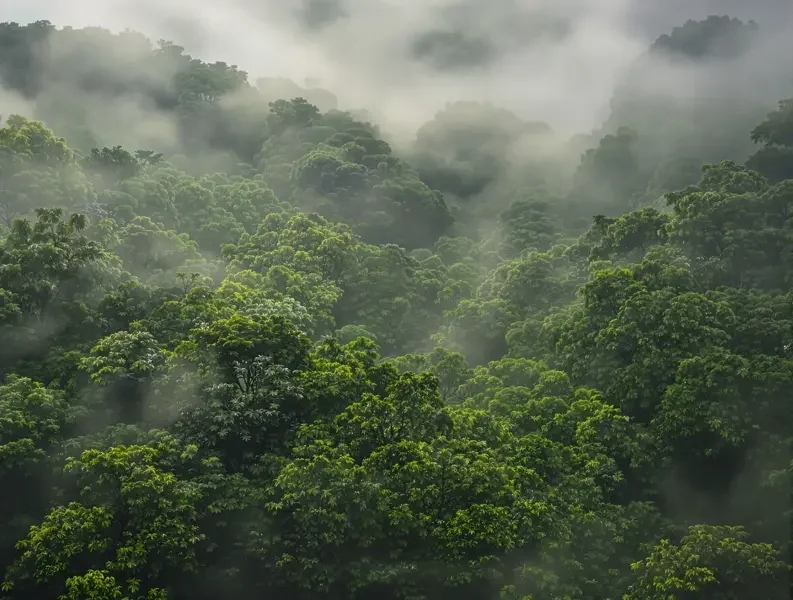 雨林的呼吸 - 桃花视频 雨林的呼吸 封面 - 桃花视频